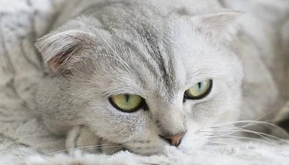 爱游戏体育APP下载-榜眼战！女足将士逐鹿赛场，胜负凭君决断，女足主将