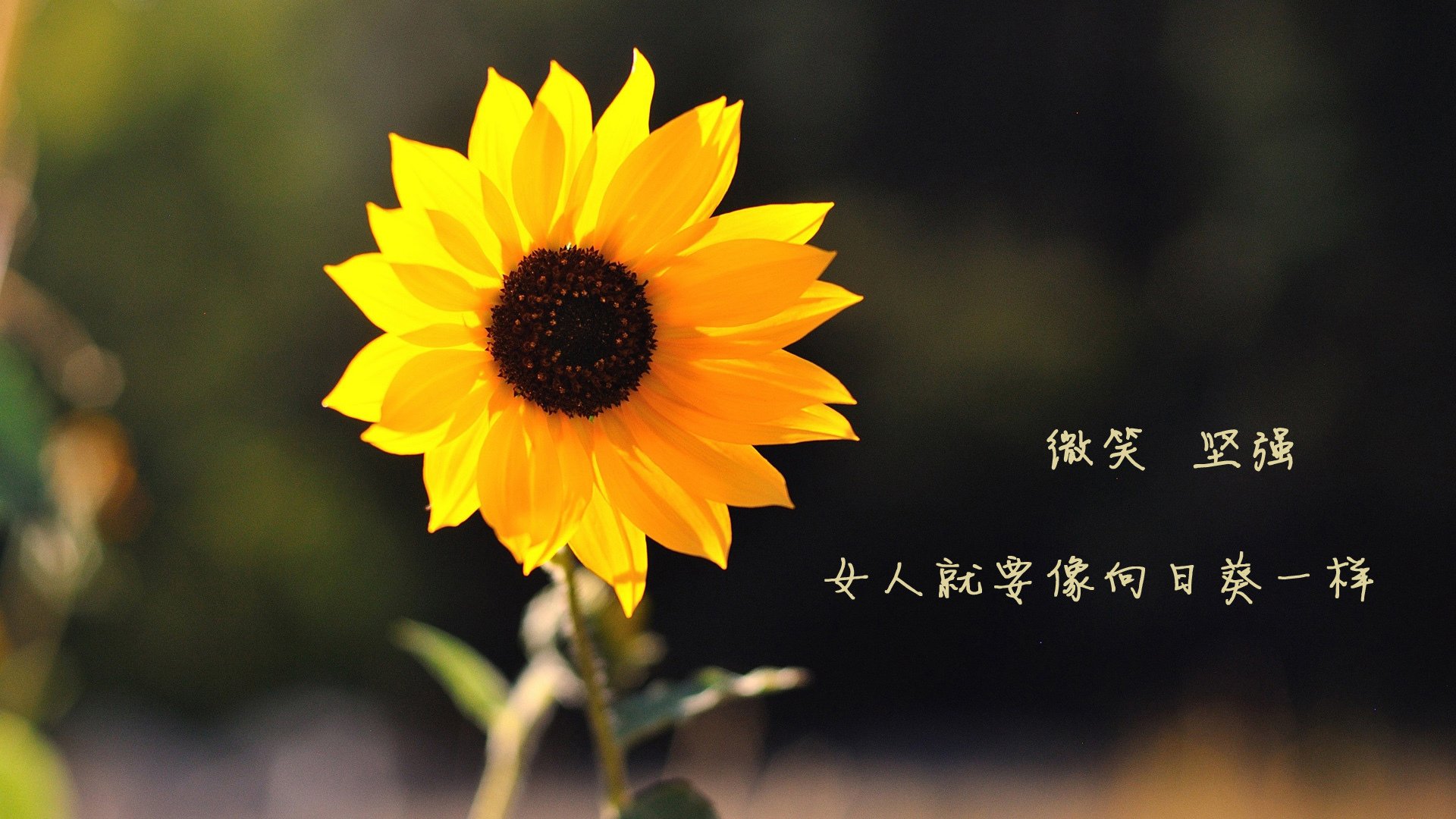 火山脚下的猜谜赛：融合观光与运动