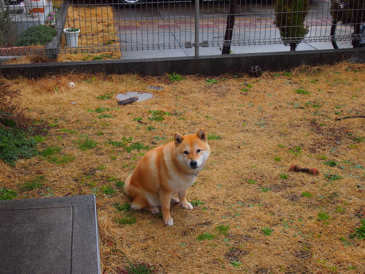 “华金·托比利亚的全能防守与快速突破，成就美洲狮队的防守核心”