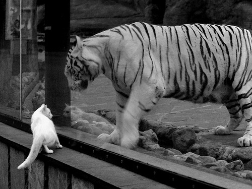 “马科斯·莫奇的灵活防守与精准突破，为阿根廷美洲狮队铺平胜利之路”