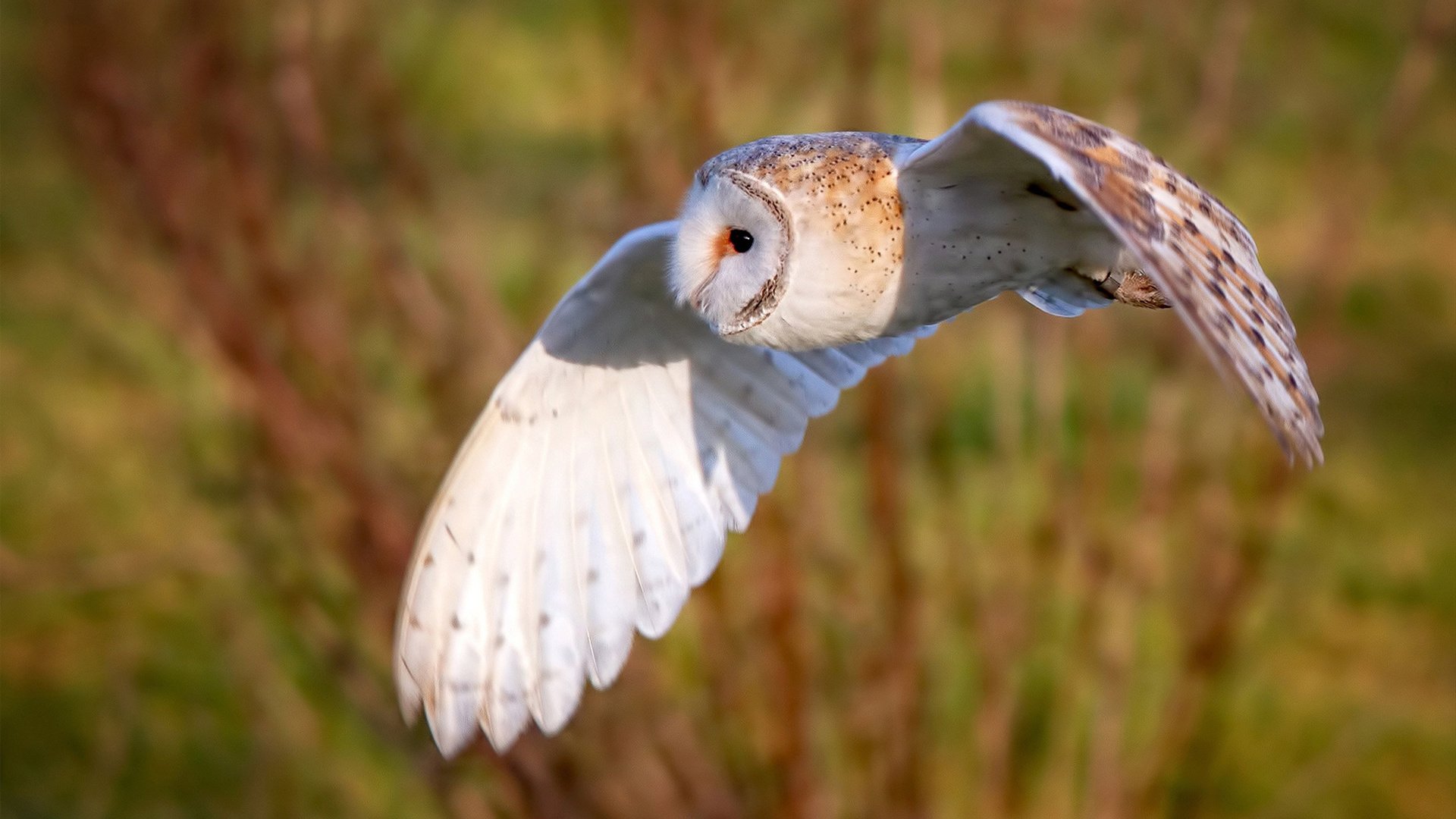 爱游戏体育官方网站-中国足球青少年训练营招生规模扩大，青少年足球培训招生