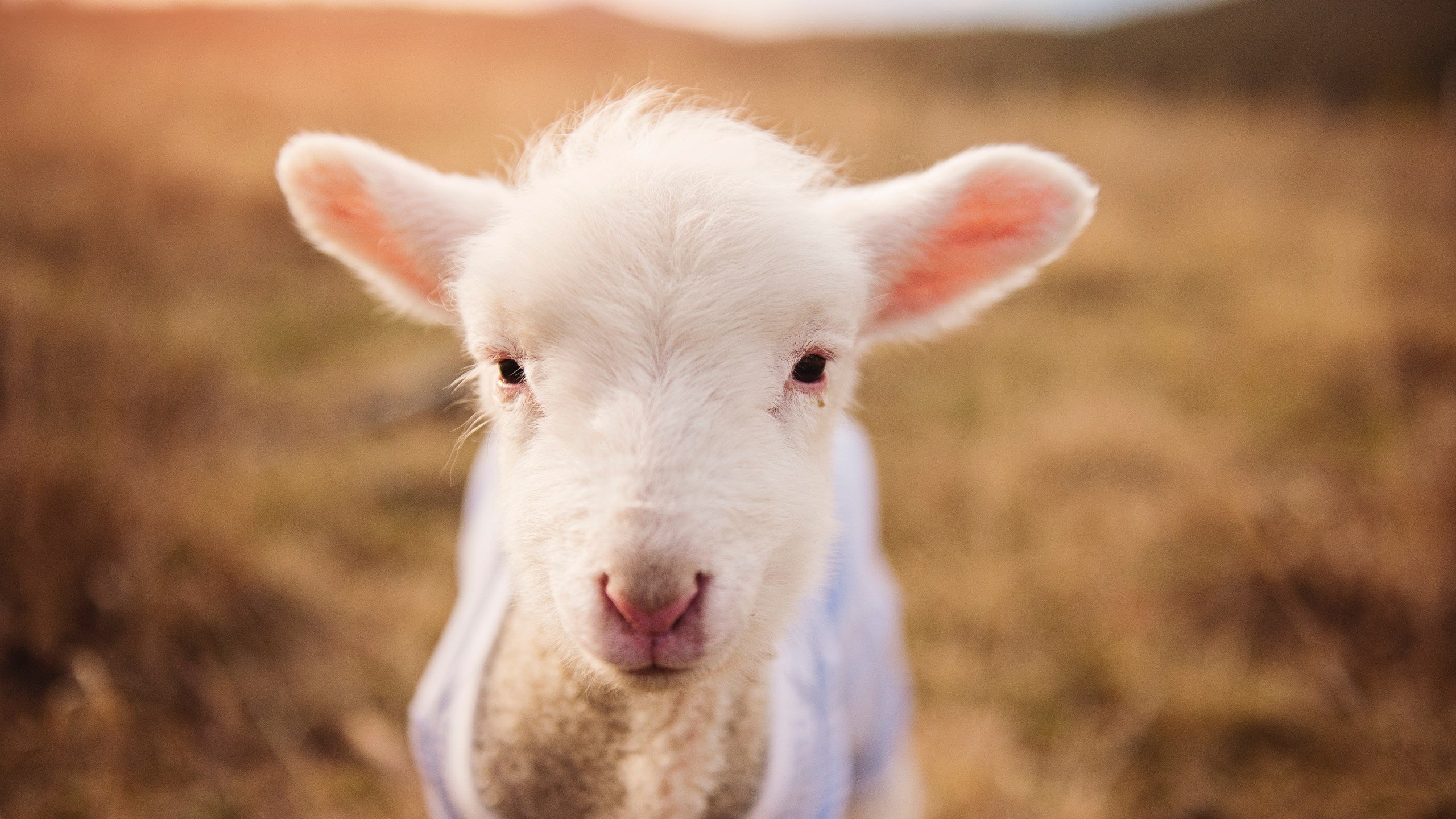 爱游戏体育-美洲杯万人空巷：激情澎湃的终极盛宴，百度百科美洲杯