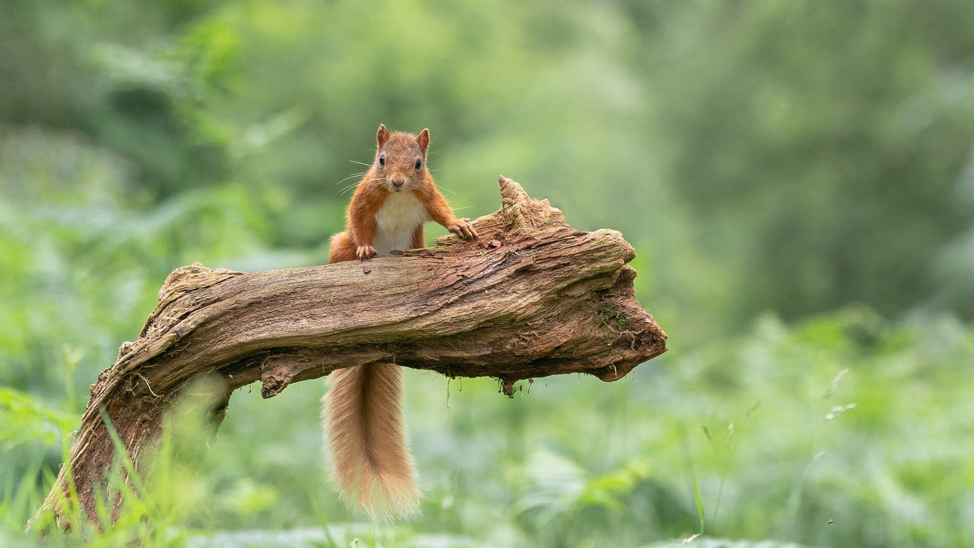 胡贝特·科斯决赛表现超出预期，胡安贝坦科特