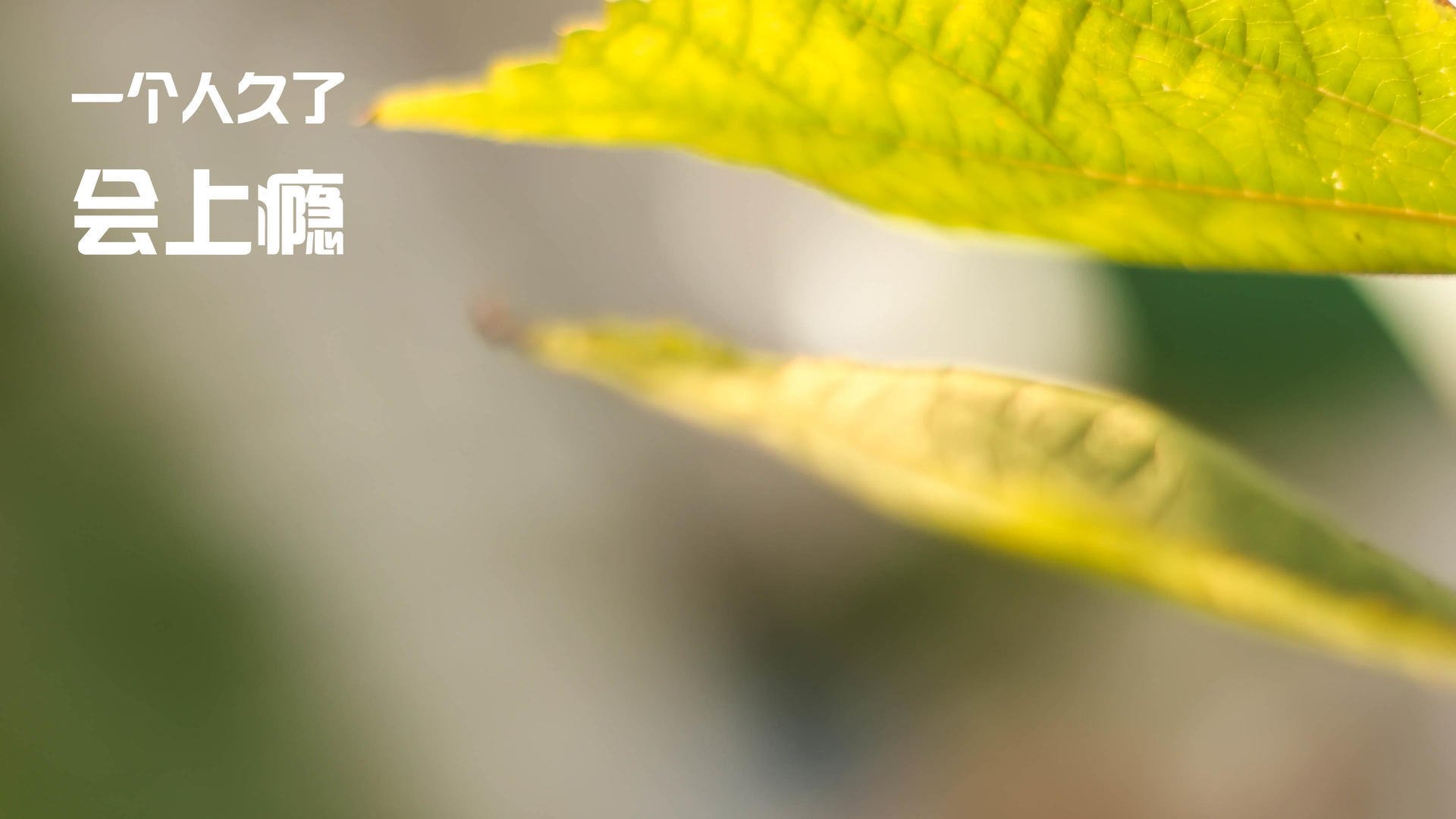 爱游戏体育-里奇·麦考的球场决策力，让全黑队攻守如臂使指，麦奇里湖