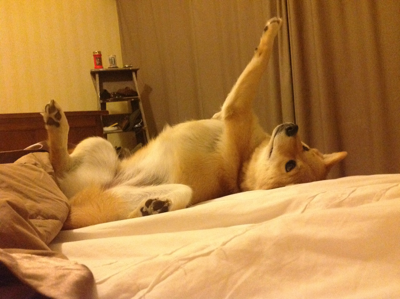 马其顿男篮在欧洲预赛中奋勇拼搏,努力突破历史,马其顿欧洲杯预选赛战绩